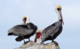 Pelicans Ventura