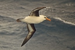 Albatross 10 mod