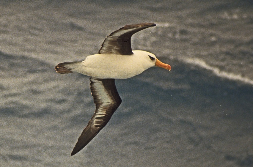 Albatross 10 mod