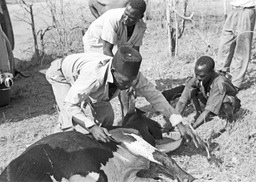 Butchering