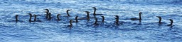 Cormorants