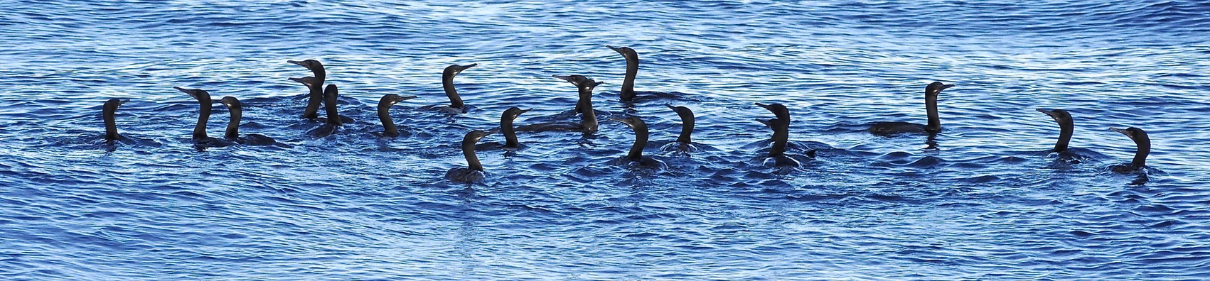Cormorants