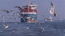Gulls in Elbe 2