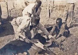 Idol cow kill