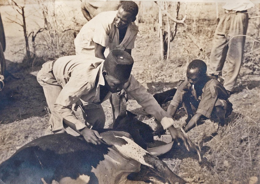 Idol cow kill