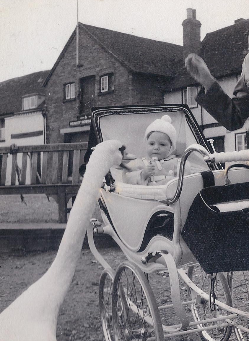 Jack pram swan
