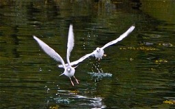 Napolean Gulls Juneau