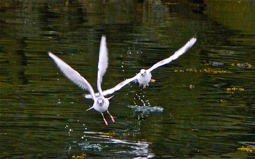Napolean Gulls Juneau