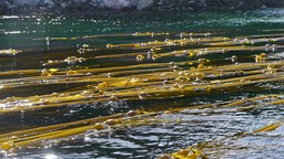 Bull kelp