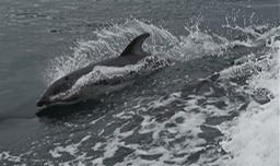 Playful porpoise