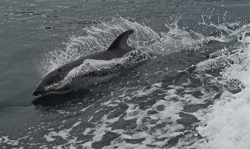 Playful porpoise