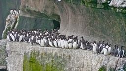 Guillemots in 'secret' place. Grimsey Island