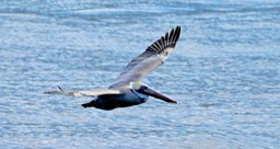 Pelican in flight