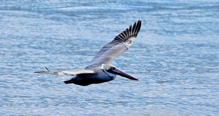 Pelican in flight