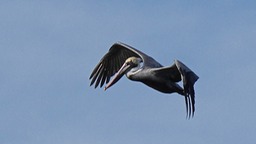 Pelican in flight