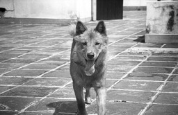 Pooch