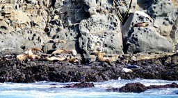 Seals San Miguel