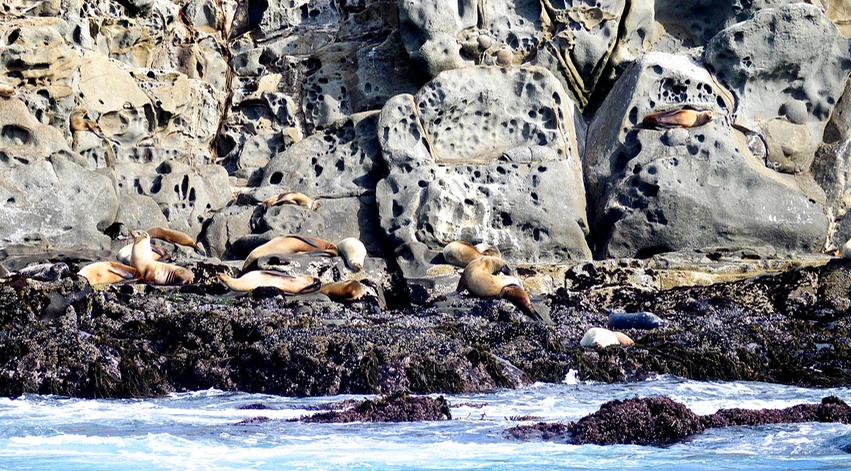 Seals San Miguel