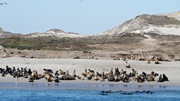 Seals San Miguel