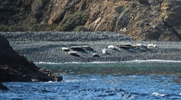 Seals San Miguel