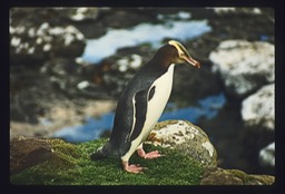 Yellow eyed penguin 2 mod